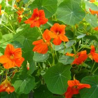 foto di rosario paesaggistica di piccoli bellissimi fiori