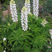 big bright flowers in the landscape design cottages picture