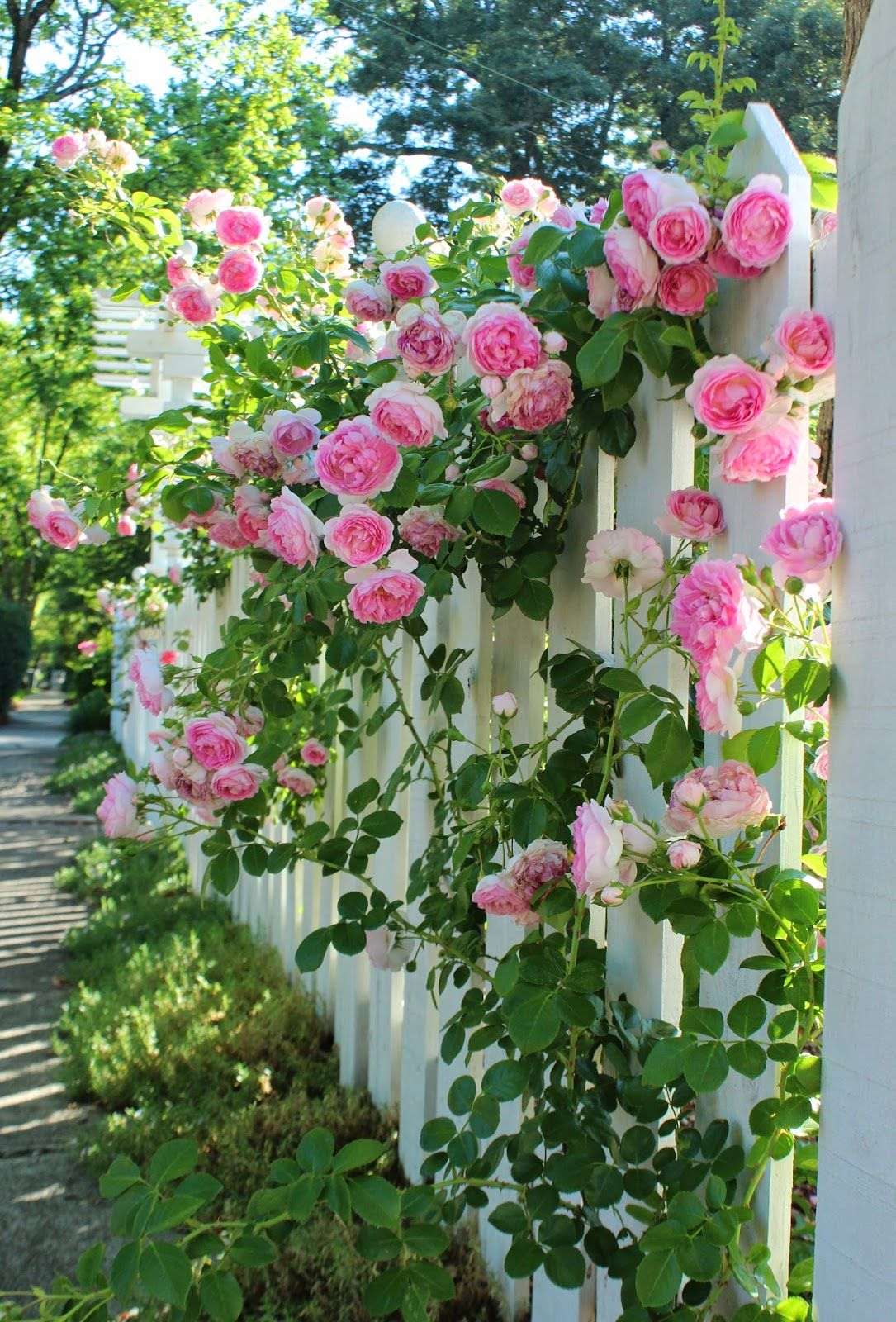 piccoli fiori insoliti in un paesaggio rosario