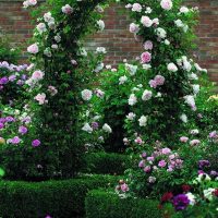 small bright flowers in the landscape design of the cottage photo