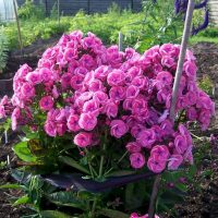 piccoli fiori luminosi che abbelliscono la foto del rosario