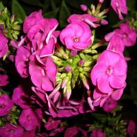 grandi fiori luminosi nella progettazione del paesaggio di una foto di casa di campagna