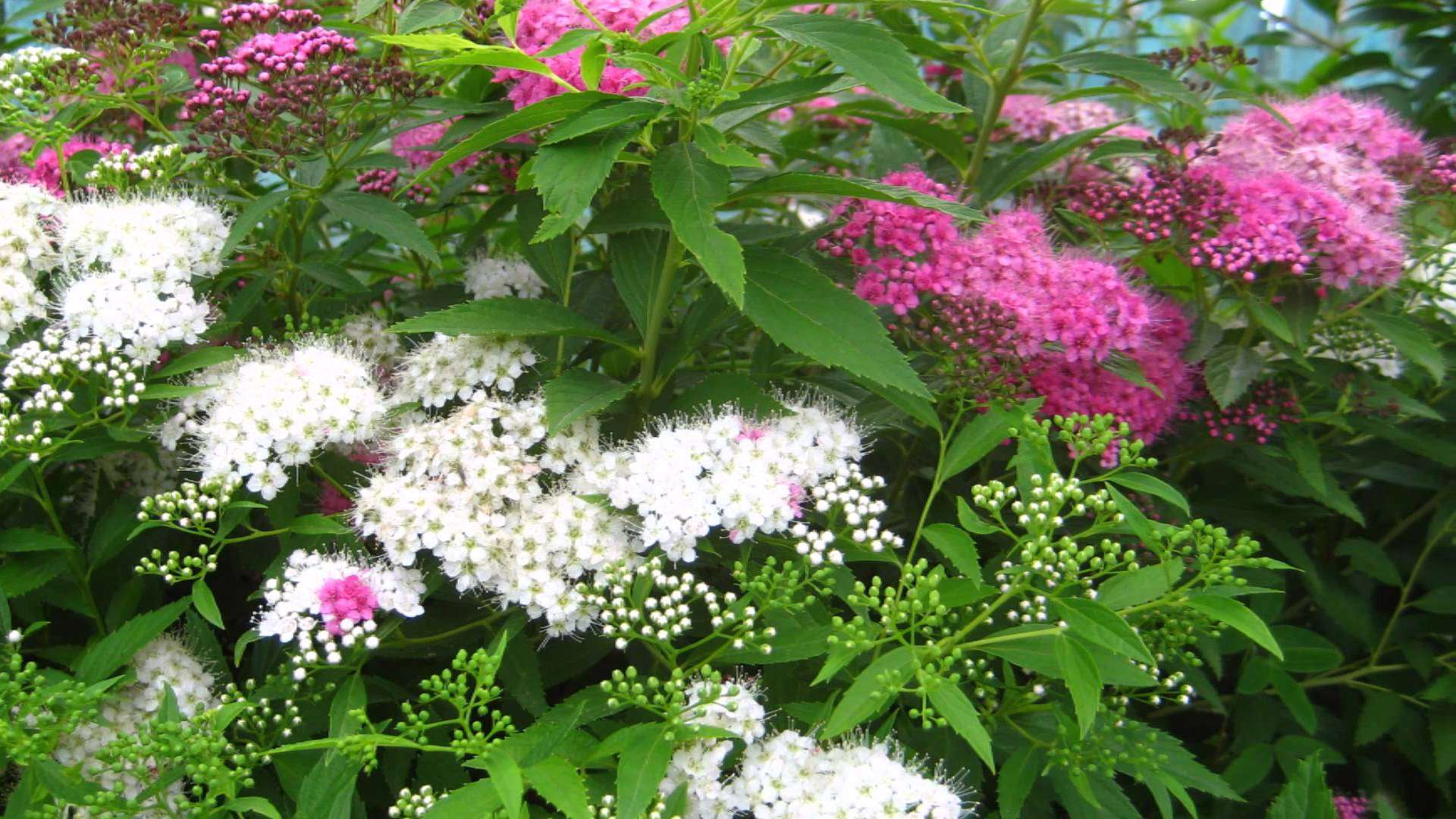 large unusual flowers in the landscape design of a country house