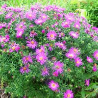 piccoli bellissimi fiori nella progettazione del paesaggio della foto del cottage