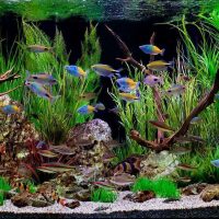 idea di insolita decorazione di un acquario domestico