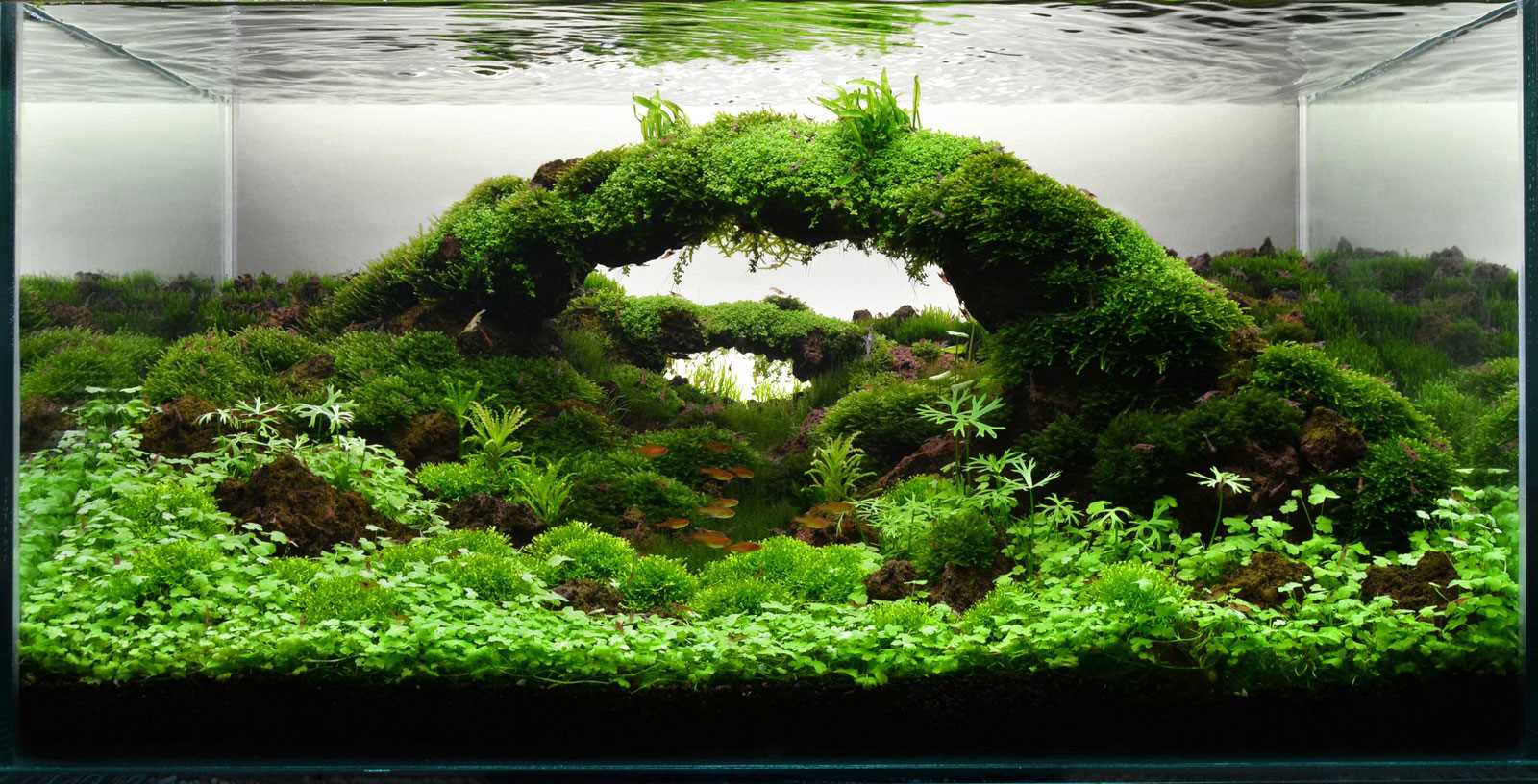 bright aquarium design