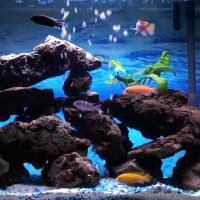 idea di una decorazione luminosa dell'immagine dell'acquario