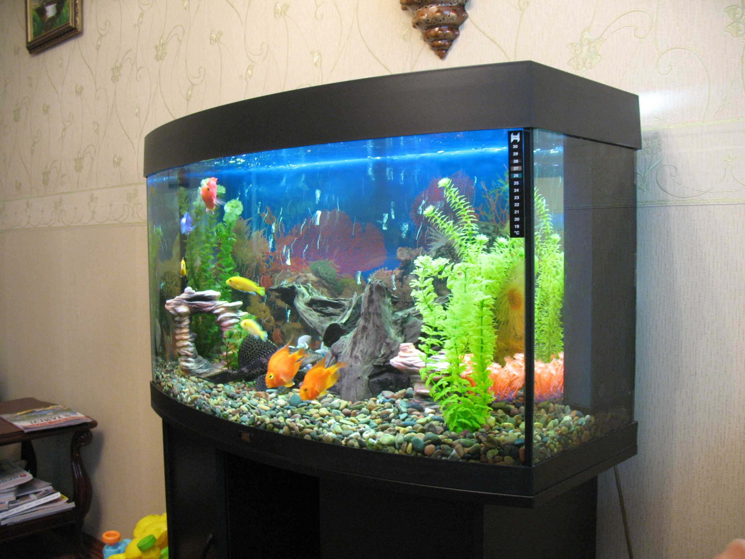 ideja o prekrasnom ukrasu domaćeg akvarija