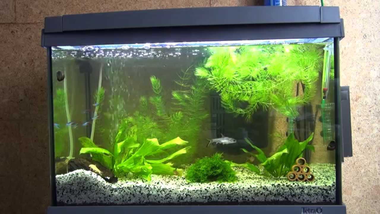 l'idée d'une décoration insolite de l'aquarium