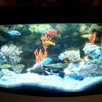 idea di insolita decorazione di una foto dell'acquario domestico