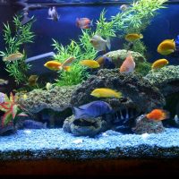 the idea of ​​a beautiful decoration of a home aquarium photo