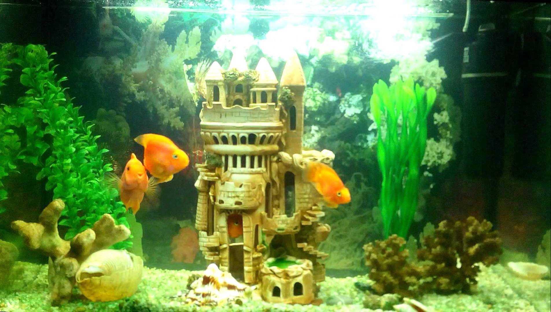 variante di insolita decorazione dell'acquario