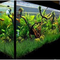 l'idea di un brillante design di un acquario domestico