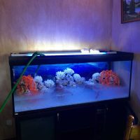 idea of ​​original aquarium decoration photo