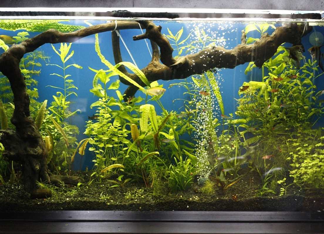 l'idée d'une belle décoration d'aquarium