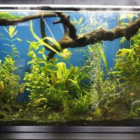 l'idea di una foto dell'acquario dal design luminoso