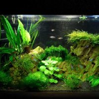 idea of ​​unusual decoration of a home aquarium picture