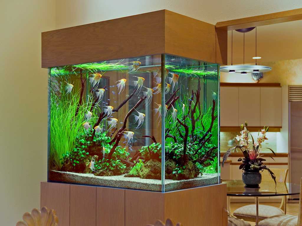 l'idée d'une belle décoration d'aquarium à la maison