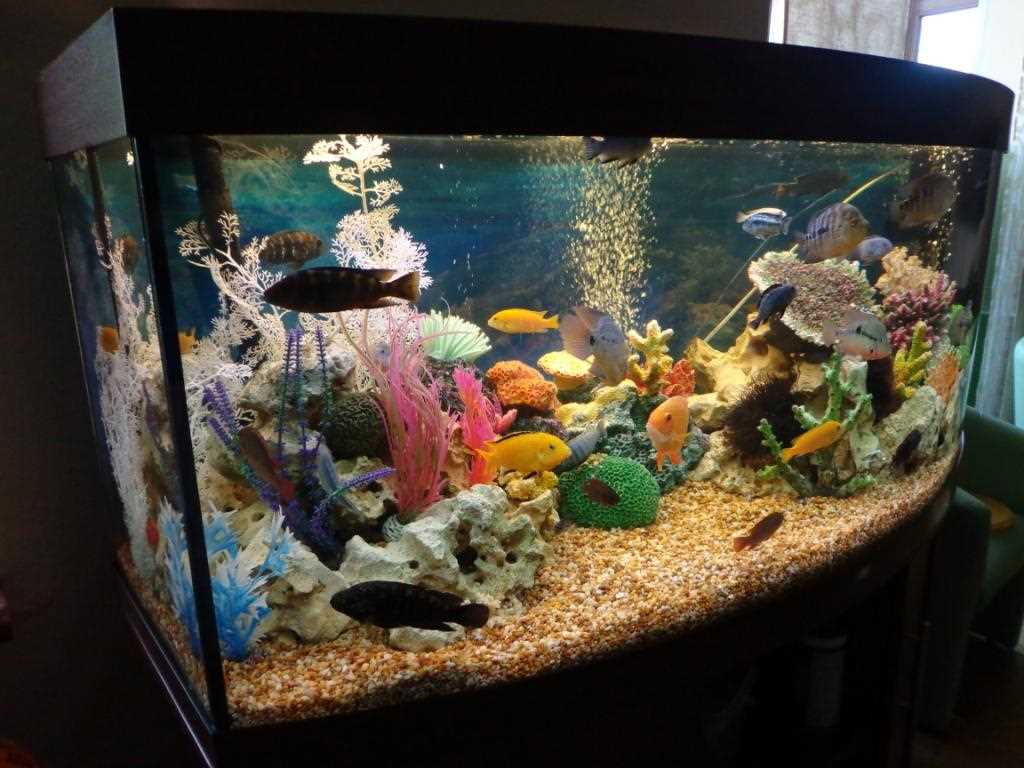 idea della decorazione originale dell'acquario