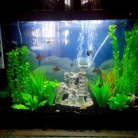 the idea of ​​a beautiful aquarium decoration photo