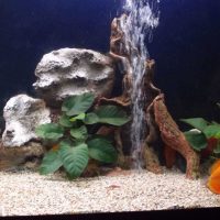 variante di insolita decorazione di un acquario domestico