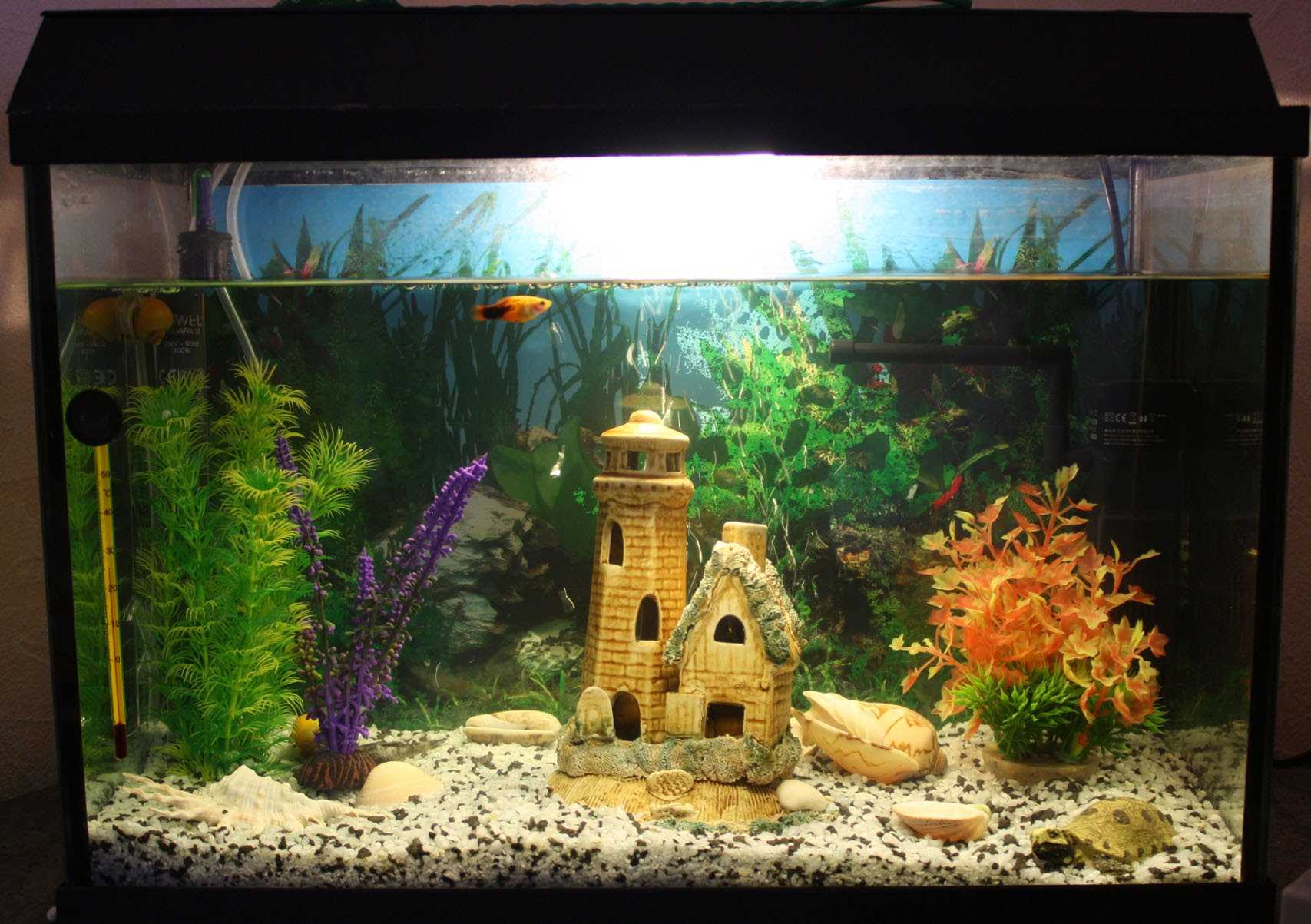 variante di insolita decorazione di un acquario domestico