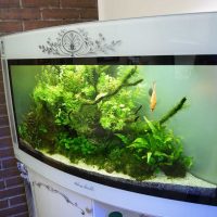 l'idea del design originale di un acquario domestico