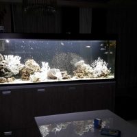 opcija svijetle ukras akvarij fotografije
