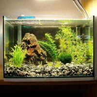 variante di insolita decorazione dell'immagine dell'acquario