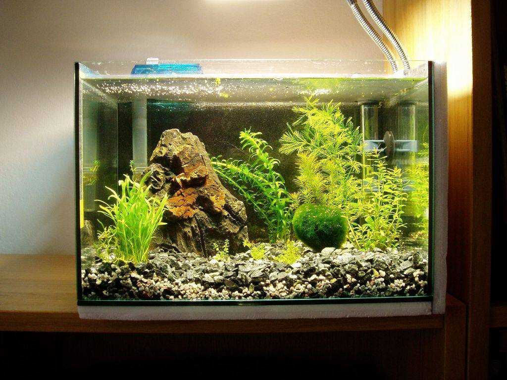 option pour un beau design d'aquarium