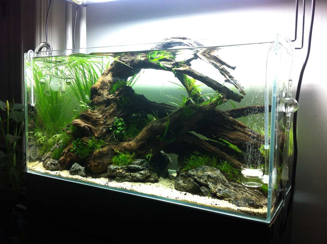 idea of ​​bright decoration of a home aquarium