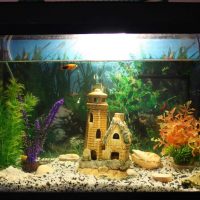 variante della brillante decorazione di un acquario domestico