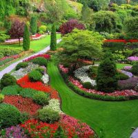 variante dell'uso di bellissime piante nella progettazione del paesaggio dando foto