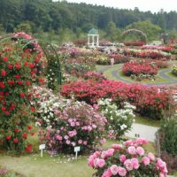 possibilità di utilizzare rose luminose in foto di progettazione del paesaggio