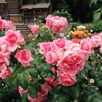 mogućnost korištenja prekrasnih ruža u dizajnu fotografije dvorišta