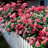 esempio dell'uso di bellissime rose nella fotografia di progettazione del paesaggio