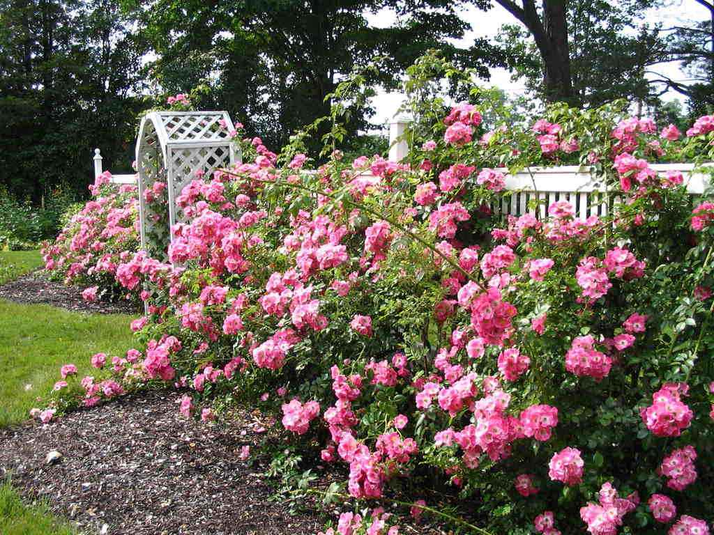 the option of using bright roses in the design of the yard