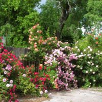 l'idea di un arredamento luminoso del giardino davanti alla foto del cottage