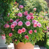 example of the use of unusual roses in landscape design picture