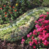 variant of applying beautiful roses in the design of the courtyard photo