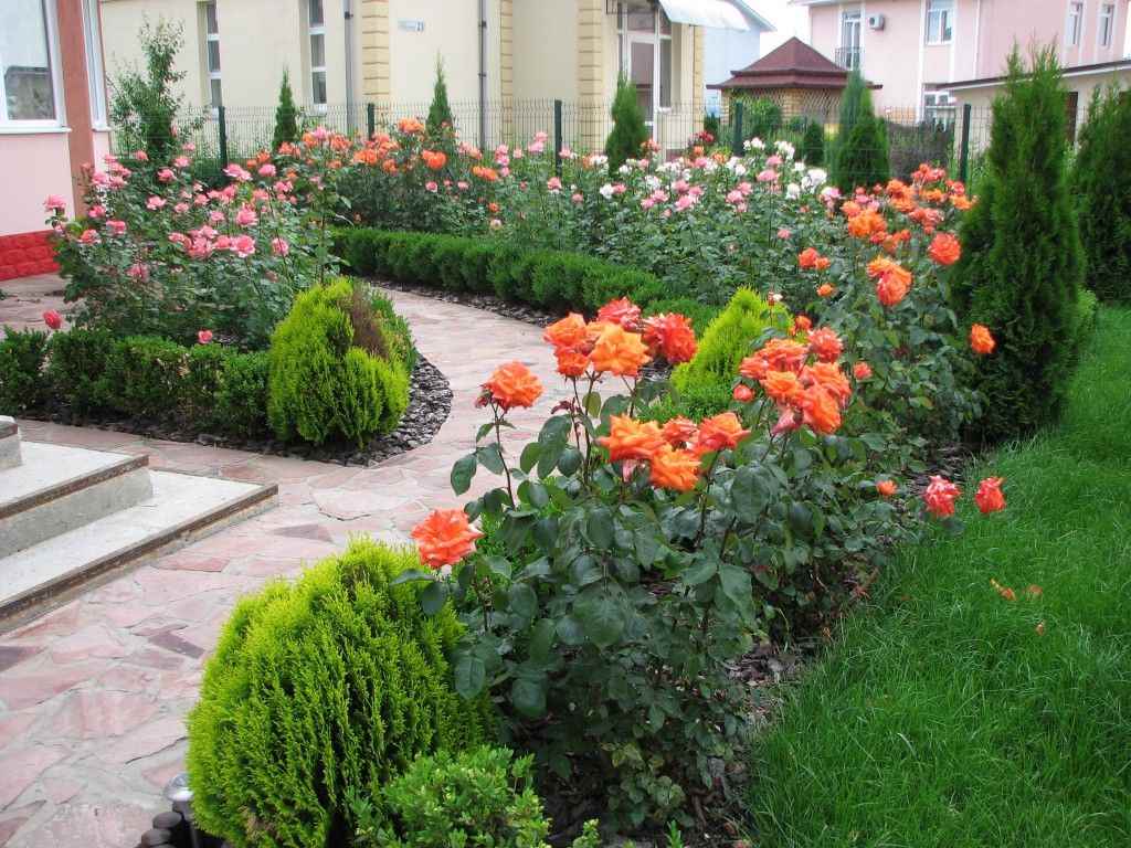 the idea of ​​using bright roses in the design of the yard