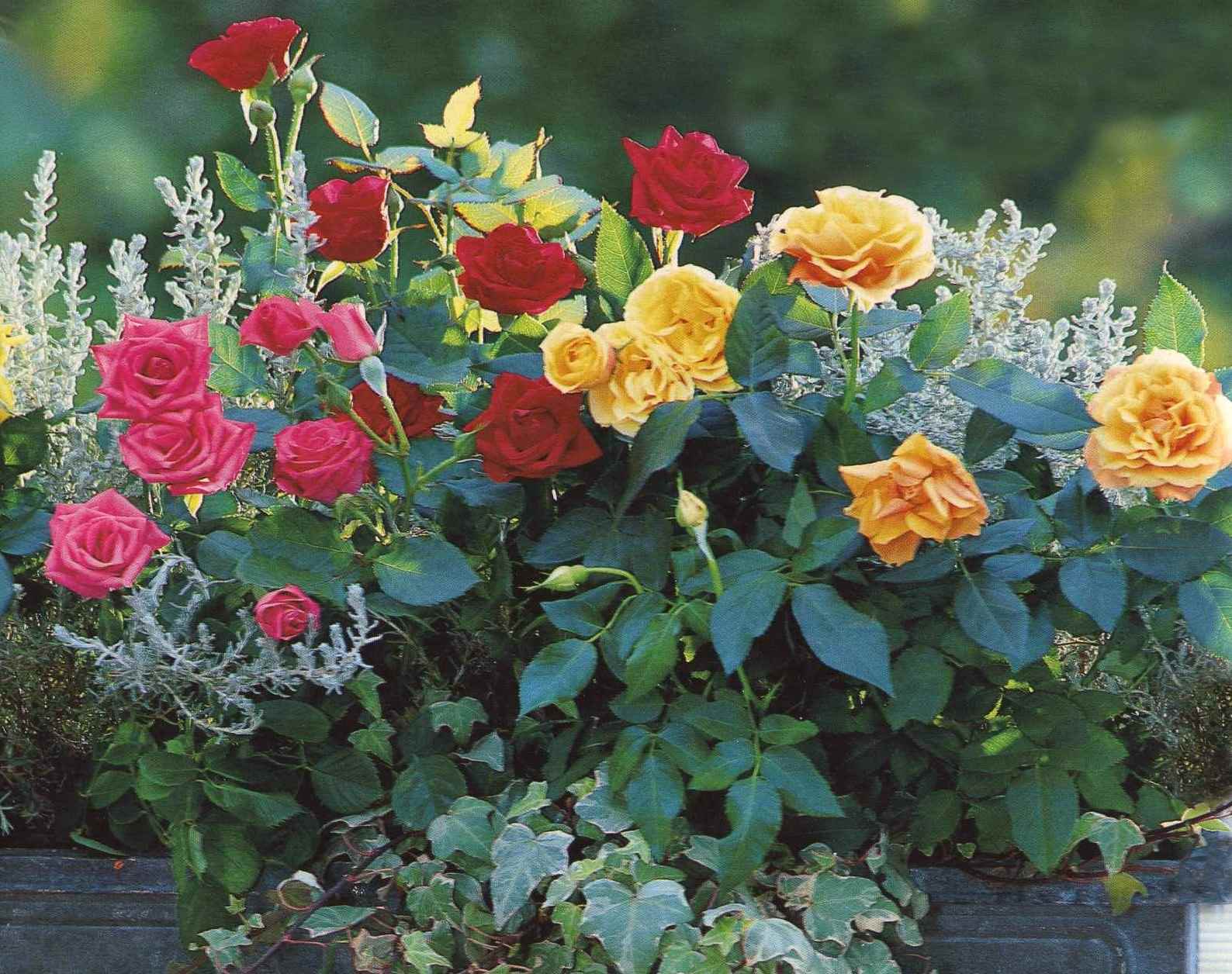 an example of the use of beautiful roses in landscape design