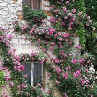 esempio dell'uso di rose insolite nell'immagine di progettazione del paesaggio