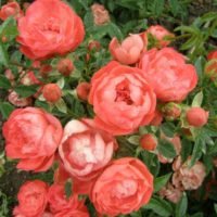 example of the use of light roses in the design of the courtyard photo