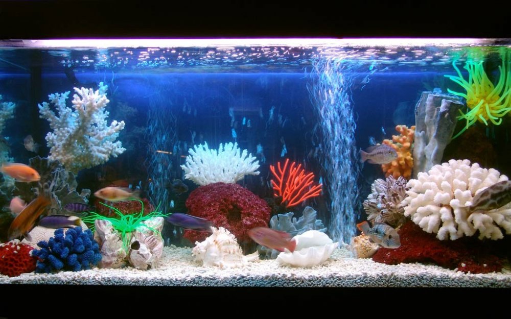 akvarij sa školjkama
