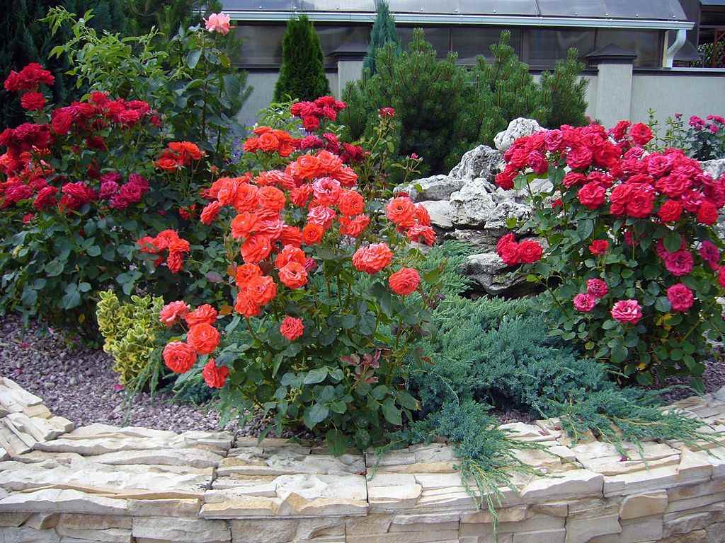 option of using light roses in landscape design