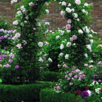 example of the use of beautiful roses in landscape design picture