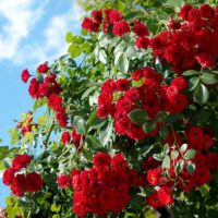 variante dell'uso di rose insolite nel design della foto del cortile