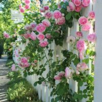 option of using light roses in landscape design picture