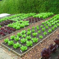 idea di una decorazione leggera di un giardino in una foto di un cortile privato